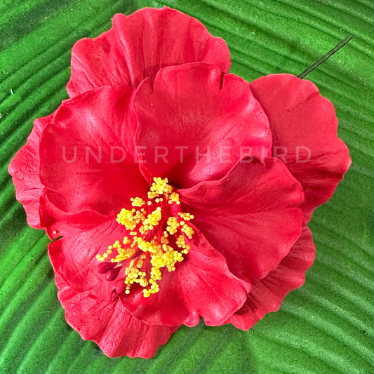 Premium Dbl Hibiscus Sei 9cm