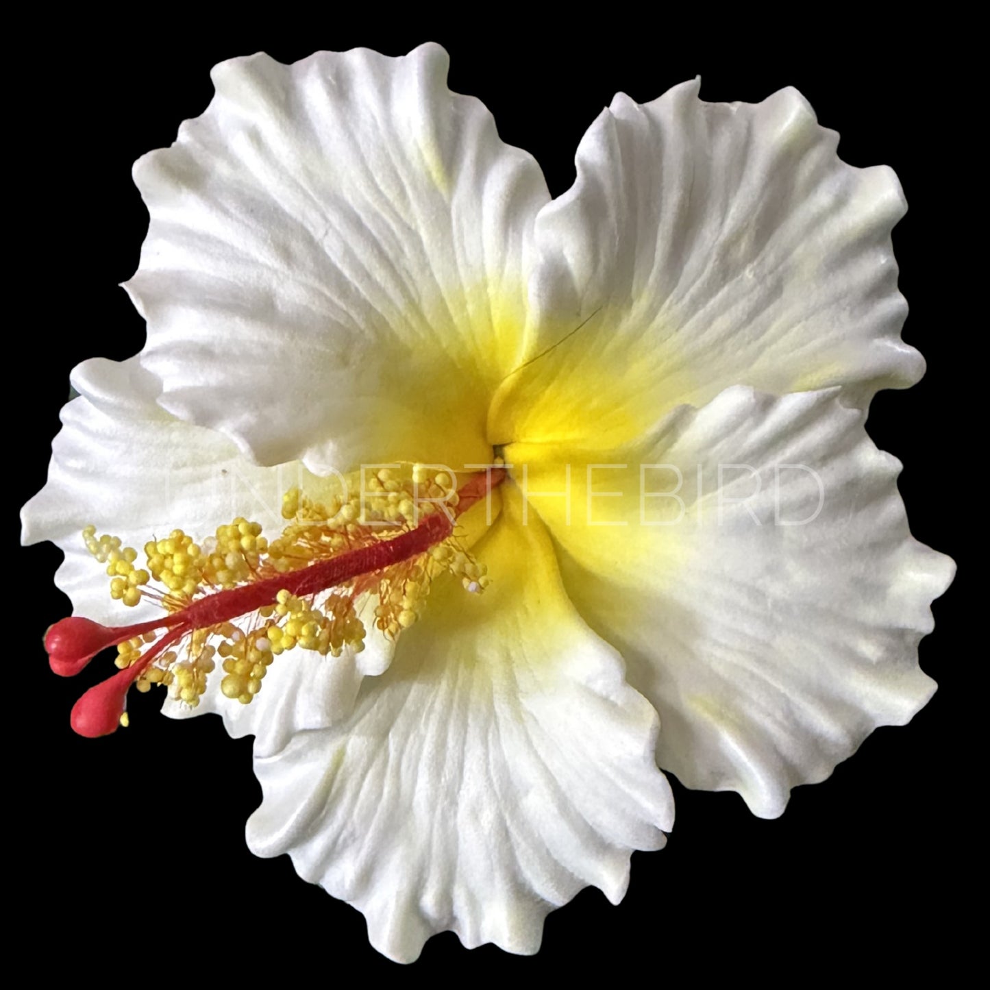 Sina Hibiscus Sei