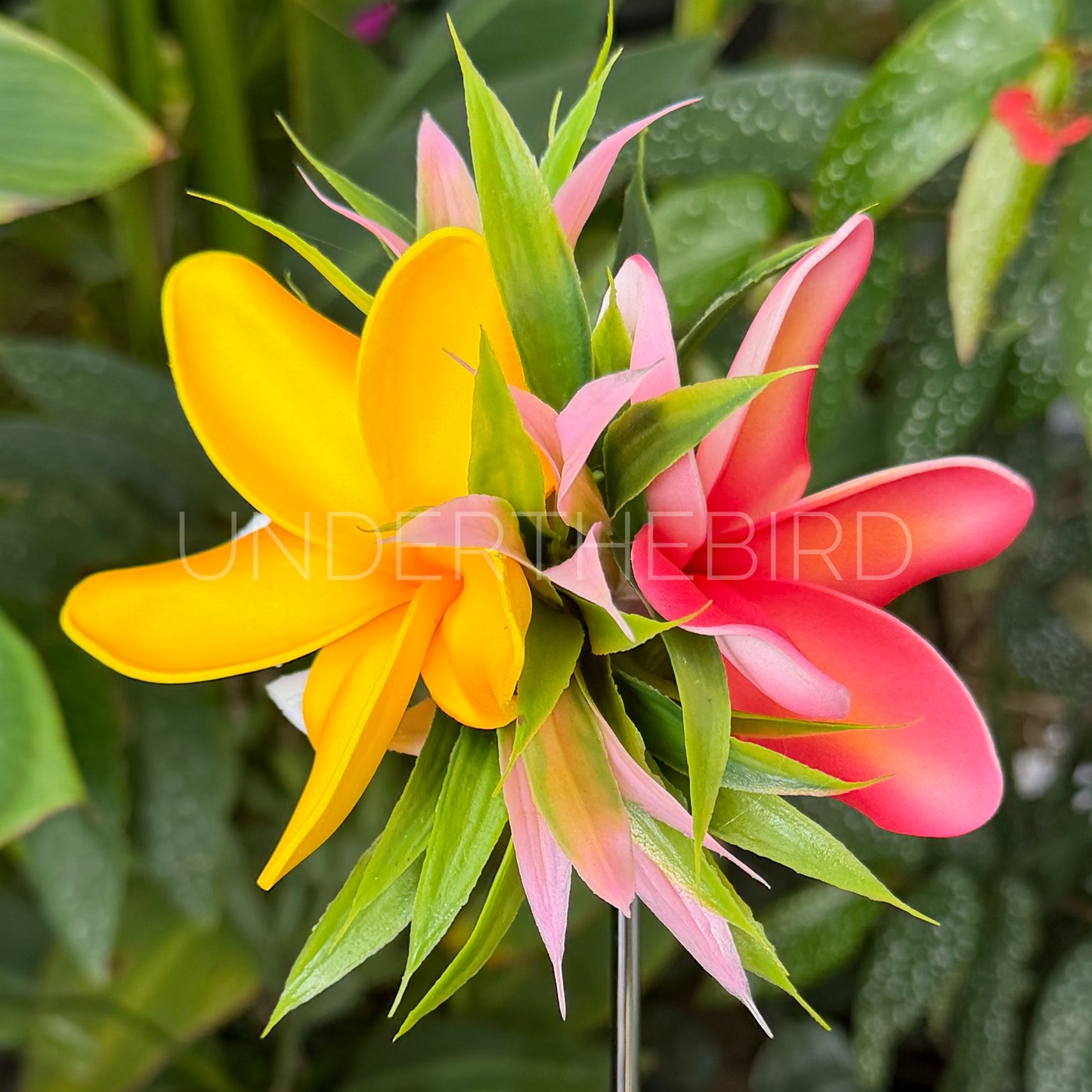 Dbl Pua Flower Clip