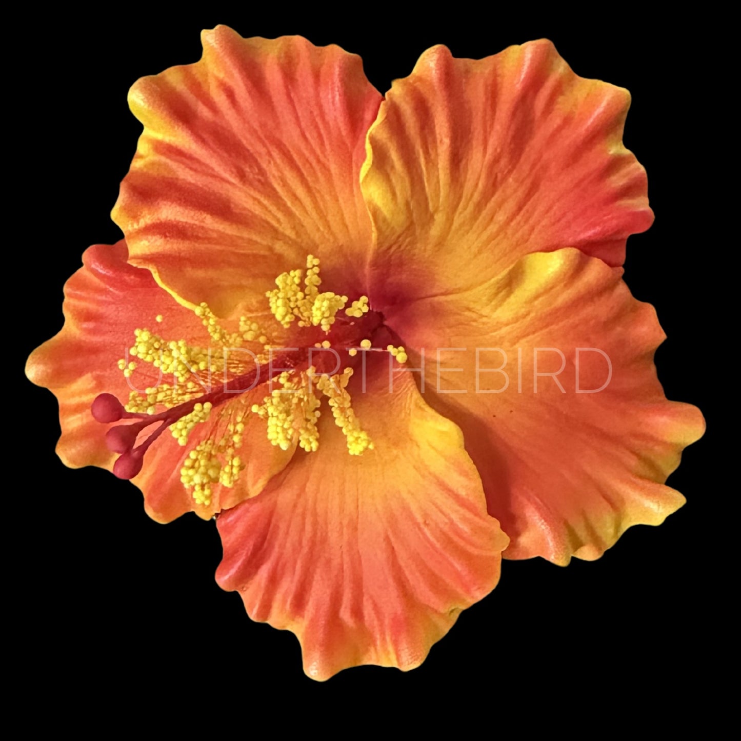 Sina Hibiscus Sei