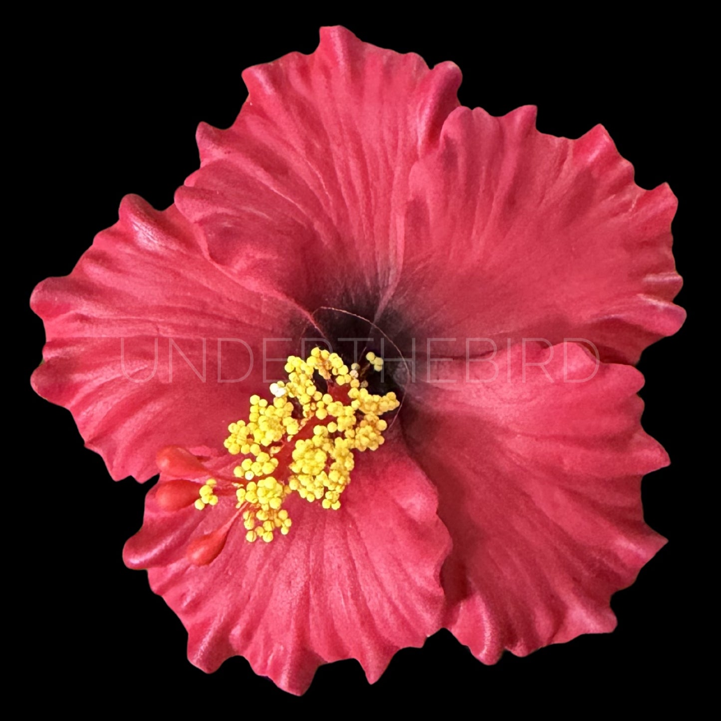 Sina Hibiscus Sei – Under The Bird