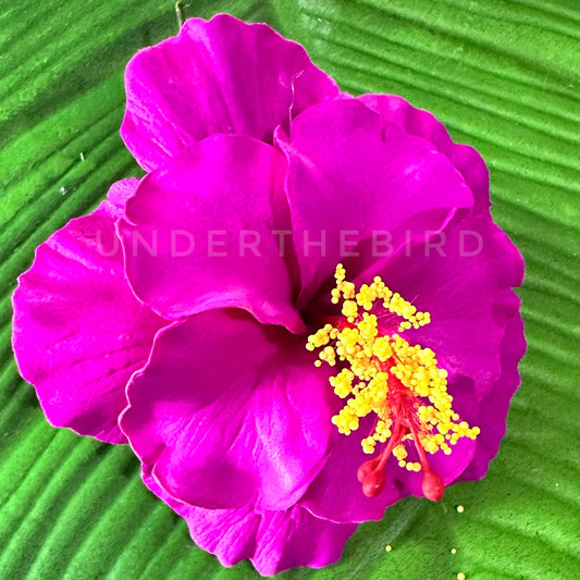 Premium Dbl Hibiscus Sei 9cm